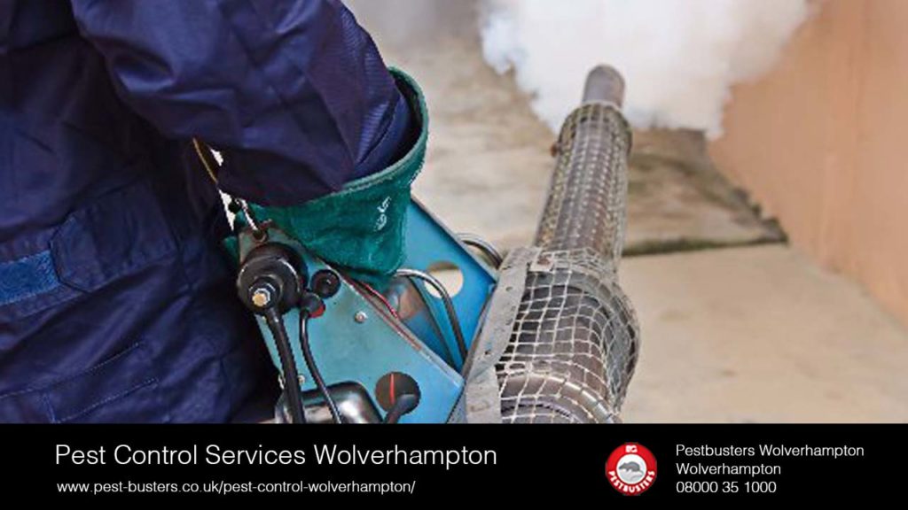 Pest Control Services In Wolverhampton Who Can you Rely On? Pretty