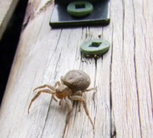 How to Keep Insects Out Your Shed