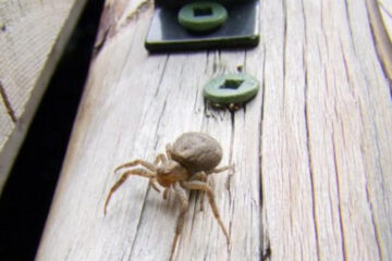 How to Keep Insects Out Your Shed