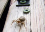 How to Keep Insects Out Your Shed