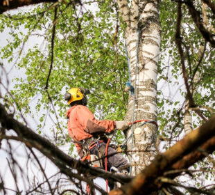The Secrets of Tree Pollarding A Guide to Sustainable Tree Management
