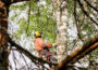 The Secrets of Tree Pollarding A Guide to Sustainable Tree Management