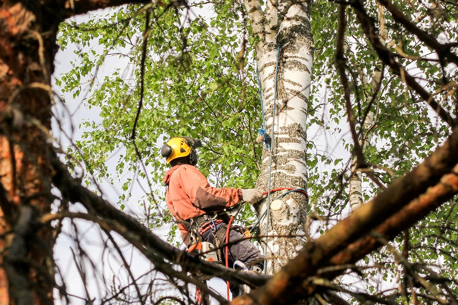 The Secrets of Tree Pollarding A Guide to Sustainable Tree Management