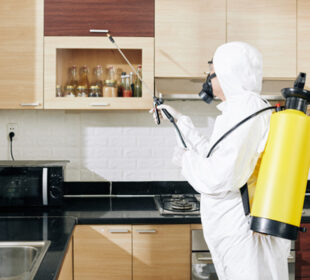 How to Get Reliable Pest Control Services in Singapore