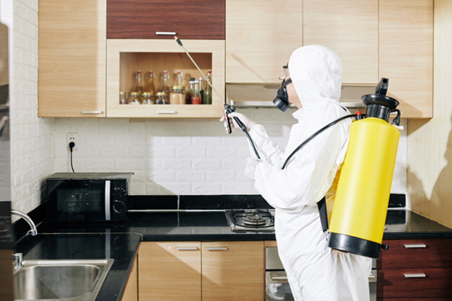 How to Get Reliable Pest Control Services in Singapore