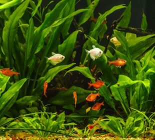 The Complete Guide to Aquarium Plants for a Thriving Tank