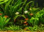 The Complete Guide to Aquarium Plants for a Thriving Tank