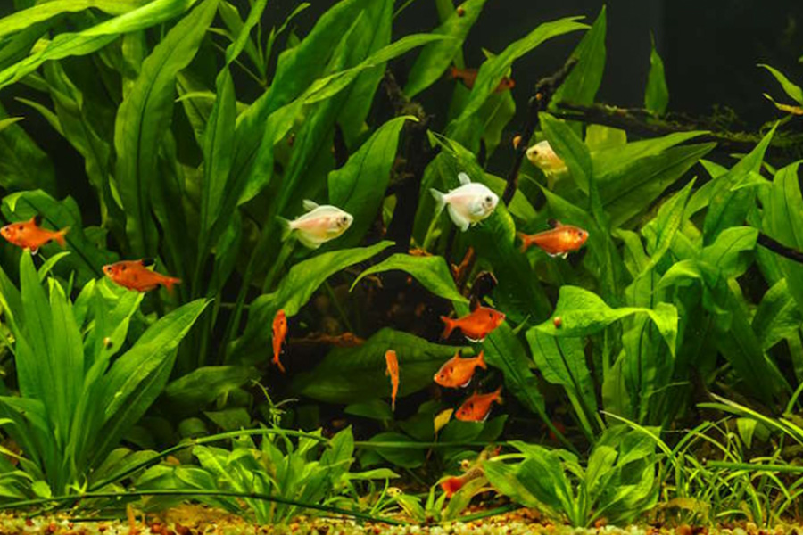 The Complete Guide to Aquarium Plants for a Thriving Tank