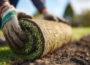 Choosing the Right Lawn for Your Australian Home